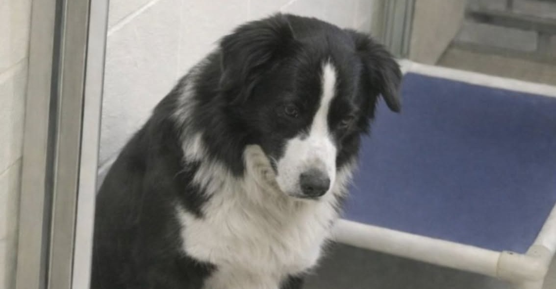 Border collie resta immobile dietro il vetro del rifugio: la coppia cambia scelta e lo adotta Una coppia era arrivata in rifugio per conoscere un altro cane, ma ha scelto un border collie chiuso nel suo silenzio. Erano entrati in rifugio con un’idea precisa: incontrare il cane che stavano valutando di adottare. Poi, davanti a un box più silenzioso degli altri, quella visita ha preso una direzione diversa. Dietro il vetro c’era un border collie bianco e nero, seduto vicino al muro. Non cercava attenzione, non abbaiava, non si muoveva avanti e indietro come spesso accade nei canili. Restava fermo, con la testa appena inclinata e uno sguardo che sembrava raccontare una lunga attesa. Chi lo ha visto ha capito subito che non era un cane semplicemente tranquillo. Sembrava stanco. Non solo fisicamente, ma anche emotivamente, come se il tempo trascorso in quel box gli avesse tolto poco alla volta la fiducia. Border collie spento nel box del rifugio I border collie vengono spesso associati a energia, attenzione e rapidità. Sono cani intelligenti, reattivi, abituati a osservare tutto ciò che accade intorno. Lui, invece, appariva immobile. Non c’era agitazione nel suo comportamento. Non c’era neppure richiesta insistente di contatto. C’era piuttosto una calma pesante, quella di un animale che ha visto passare molte persone senza che nessuna si fermasse davvero per lui. La volontaria del rifugio ha spiegato la situazione con poche parole: «È qui da un po’. È adorabile… ma si isola. Qui, in canile, si spegne». Quella frase ha dato un senso alla scena. Il cane non era difficile, né ingestibile. Era provato dalla permanenza in struttura, dalla ripetizione dei giorni, dal rumore e dall’attesa. La decisione nata davanti al vetro La coppia si è guardata senza bisogno di discutere a lungo. Erano arrivati per conoscere un altro cane, ma davanti a quel border collie chiuso nella sua tristezza silenziosa la scelta è cambiata. «Lo prendiamo», è stata la decisione. Non una scelta d’impulso dettata dalla sola emozione, ma la risposta a una condizione evidente: quel cane aveva bisogno di uscire dal box, di ritrovare un ambiente stabile, di tornare a sentire che qualcuno lo aspettava davvero. Poco dopo, il border collie ha lasciato il rifugio con loro. Il primo viaggio verso casa Il tragitto non è stato segnato da manifestazioni improvvise di gioia. Il cane si è sistemato sul sedile posteriore, rannicchiato, ancora teso. Sobbalzava ai rumori, come se ogni suono potesse significare un nuovo cambiamento. Ogni tanto, però, sollevava la testa. Guardava intorno, controllava la presenza delle persone davanti a lui, quasi per capire se quel viaggio fosse davvero diverso da tutti gli altri. Non stava tornando dietro il vetro. Questa volta stava andando a casa. La prima notte nella nuova vita Arrivato nella nuova abitazione, ha cercato un angolo tranquillo. Non ha avuto bisogno di grandi gesti. Gli sono bastati silenzio, spazio e la possibilità di fermarsi senza paura. Poi si è addormentato profondamente. Un sonno lungo, finalmente stabile, diverso dal riposo interrotto e inquieto di un rifugio. Il suo corpo sembrava avere compreso prima ancora della sua mente che il peggio era alle spalle. Quel border collie, rimasto seduto in silenzio mentre le persone passavano oltre, ha trovato una famiglia proprio nel giorno in cui nessuno era arrivato per lui. Ora comincia una vita nuova, lontano dal vetro, dal box e da quella solitudine che lo stava spegnendo.