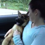 Il cane sale in macchina dopo l’adozione e si stringe al suo nuovo proprietario