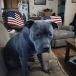 Domani l’addio a Sergeant: il pit bull blu-grigio che salvò il suo proprietario dal buio