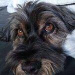 Cagnolina nera adottata dopo 8 anni in rifugio: nessuno l’aveva mai scelta