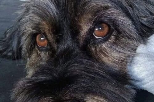 Cagnolina nera adottata dopo 8 anni in rifugio: nessuno l’aveva mai scelta Per anni ha visto altri cani trovare famiglia mentre lei restava nel box. Poi un annuncio ha cambiato tutto. Per 8 anni è rimasta in rifugio, aspettando una famiglia che sembrava non arrivare mai. Una cagnolina nera ha trascorso gran parte della sua vita dietro le sbarre di un box, mentre gli altri cani che condividevano quello spazio venivano adottati uno dopo l’altro. Il motivo, secondo chi ha seguito la sua storia, sarebbe stato legato soprattutto al colore del mantello. I cani neri, in molti rifugi, fanno più fatica a essere scelti. Spesso vengono notati meno, fotografati peggio o semplicemente ignorati da chi cerca un animale da portare a casa. Per lei, questa attesa è diventata lunghissima. Cagnolina nera in rifugio per 8 anni All’inizio, probabilmente, anche lei correva verso le persone che si avvicinavano al box. Poi, con il passare del tempo, qualcosa è cambiato. Ogni adozione mancata lasciava un segno. Ogni compagno di box che usciva con una nuova famiglia rendeva più pesante la sua permanenza. Dopo anni di porte che si aprivano per altri, la cagnolina aveva smesso quasi di provarci. Restava in un angolo e non si avvicinava più quando qualcuno passava davanti alla gabbia. Non perché fosse aggressiva o difficile, ma perché sembrava aver capito che nessuno si fermava davvero per lei. I volontari, però, non hanno mai rinunciato. Hanno continuato a raccontare la sua storia, a mostrarla, a cercare qualcuno disposto a guardarla oltre il colore del pelo e oltre gli anni trascorsi in rifugio. L’annuncio e l’adozione dopo anni di attesa La svolta è arrivata grazie a un annuncio. Una persona ha visto la sua foto, ha letto la sua storia e ha capito subito che quella cagnolina meritava una possibilità. Non era più soltanto un cane da adottare: era una presenza che sembrava parlare direttamente a chi stava guardando. L’incontro ha confermato quella prima impressione. Dopo 8 anni di attesa, finalmente qualcuno l’ha scelta. Non per l’aspetto, non per l’età, non per la facilità di una decisione presa in fretta, ma per quello che era: una cagnolina dolce, con una storia lunga alle spalle e ancora tanto da dare.