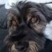 Cagnolina nera adottata dopo 8 anni in rifugio: nessuno l’aveva mai scelta Per anni ha visto altri cani trovare famiglia mentre lei restava nel box. Poi un annuncio ha cambiato tutto. Per 8 anni è rimasta in rifugio, aspettando una famiglia che sembrava non arrivare mai. Una cagnolina nera ha trascorso gran parte della sua vita dietro le sbarre di un box, mentre gli altri cani che condividevano quello spazio venivano adottati uno dopo l’altro. Il motivo, secondo chi ha seguito la sua storia, sarebbe stato legato soprattutto al colore del mantello. I cani neri, in molti rifugi, fanno più fatica a essere scelti. Spesso vengono notati meno, fotografati peggio o semplicemente ignorati da chi cerca un animale da portare a casa. Per lei, questa attesa è diventata lunghissima. Cagnolina nera in rifugio per 8 anni All’inizio, probabilmente, anche lei correva verso le persone che si avvicinavano al box. Poi, con il passare del tempo, qualcosa è cambiato. Ogni adozione mancata lasciava un segno. Ogni compagno di box che usciva con una nuova famiglia rendeva più pesante la sua permanenza. Dopo anni di porte che si aprivano per altri, la cagnolina aveva smesso quasi di provarci. Restava in un angolo e non si avvicinava più quando qualcuno passava davanti alla gabbia. Non perché fosse aggressiva o difficile, ma perché sembrava aver capito che nessuno si fermava davvero per lei. I volontari, però, non hanno mai rinunciato. Hanno continuato a raccontare la sua storia, a mostrarla, a cercare qualcuno disposto a guardarla oltre il colore del pelo e oltre gli anni trascorsi in rifugio. L’annuncio e l’adozione dopo anni di attesa La svolta è arrivata grazie a un annuncio. Una persona ha visto la sua foto, ha letto la sua storia e ha capito subito che quella cagnolina meritava una possibilità. Non era più soltanto un cane da adottare: era una presenza che sembrava parlare direttamente a chi stava guardando. L’incontro ha confermato quella prima impressione. Dopo 8 anni di attesa, finalmente qualcuno l’ha scelta. Non per l’aspetto, non per l’età, non per la facilità di una decisione presa in fretta, ma per quello che era: una cagnolina dolce, con una storia lunga alle spalle e ancora tanto da dare.