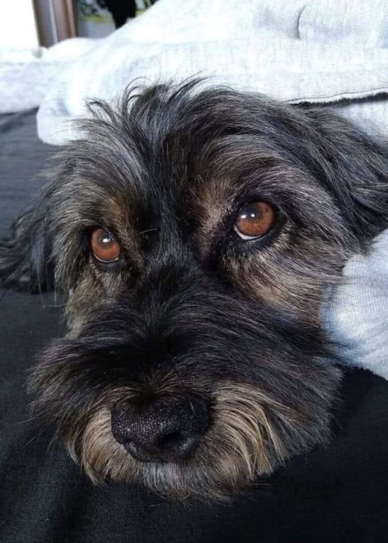 Cagnolina nera adottata dopo 8 anni in rifugio: nessuno l’aveva mai scelta Per anni ha visto altri cani trovare famiglia mentre lei restava nel box. Poi un annuncio ha cambiato tutto. Per 8 anni è rimasta in rifugio, aspettando una famiglia che sembrava non arrivare mai. Una cagnolina nera ha trascorso gran parte della sua vita dietro le sbarre di un box, mentre gli altri cani che condividevano quello spazio venivano adottati uno dopo l’altro. Il motivo, secondo chi ha seguito la sua storia, sarebbe stato legato soprattutto al colore del mantello. I cani neri, in molti rifugi, fanno più fatica a essere scelti. Spesso vengono notati meno, fotografati peggio o semplicemente ignorati da chi cerca un animale da portare a casa. Per lei, questa attesa è diventata lunghissima. Cagnolina nera in rifugio per 8 anni All’inizio, probabilmente, anche lei correva verso le persone che si avvicinavano al box. Poi, con il passare del tempo, qualcosa è cambiato. Ogni adozione mancata lasciava un segno. Ogni compagno di box che usciva con una nuova famiglia rendeva più pesante la sua permanenza. Dopo anni di porte che si aprivano per altri, la cagnolina aveva smesso quasi di provarci. Restava in un angolo e non si avvicinava più quando qualcuno passava davanti alla gabbia. Non perché fosse aggressiva o difficile, ma perché sembrava aver capito che nessuno si fermava davvero per lei. I volontari, però, non hanno mai rinunciato. Hanno continuato a raccontare la sua storia, a mostrarla, a cercare qualcuno disposto a guardarla oltre il colore del pelo e oltre gli anni trascorsi in rifugio. L’annuncio e l’adozione dopo anni di attesa La svolta è arrivata grazie a un annuncio. Una persona ha visto la sua foto, ha letto la sua storia e ha capito subito che quella cagnolina meritava una possibilità. Non era più soltanto un cane da adottare: era una presenza che sembrava parlare direttamente a chi stava guardando. L’incontro ha confermato quella prima impressione. Dopo 8 anni di attesa, finalmente qualcuno l’ha scelta. Non per l’aspetto, non per l’età, non per la facilità di una decisione presa in fretta, ma per quello che era: una cagnolina dolce, con una storia lunga alle spalle e ancora tanto da dare.