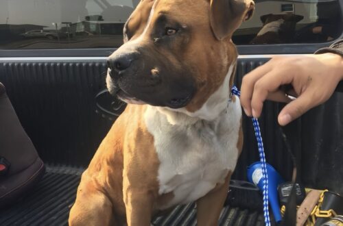 Cane anziano adottato dopo 198 giorni in rifugio: “Aspetta da così tanto” Dopo quasi sette mesi trascorsi in un box, un cane anziano ha lasciato il rifugio per iniziare una nuova vita in famiglia. Per 198 giorni ha aspettato dietro le sbarre di un rifugio, vedendo altri cani uscire con le loro nuove famiglie mentre per lui non arrivava mai il momento. Un cane anziano, segnato dal tempo e da un passato non del tutto conosciuto, ha finalmente lasciato il box in cui aveva trascorso mesi difficili. La svolta è arrivata quando una persona ha deciso di adottarlo. Una scelta semplice nelle parole, ma decisiva per un animale che sembrava ormai essersi abituato all’attesa. Quando ha pronunciato la frase «Lo prendo io», la reazione della volontaria ha raccontato meglio di qualunque spiegazione il peso di quei mesi. «Aspetta da così tanto», ha sussurrato, con gli occhi pieni di lacrime. Cane anziano adottato dopo 198 giorni La sua permanenza in rifugio era durata più di sei mesi. Giorni tutti simili, scanditi dal rumore dei cancelli, dalle visite, dalle speranze rimaste sospese. Per un cane anziano, l’attesa può diventare ancora più dura: spesso chi cerca un animale da adottare guarda prima ai cuccioli o ai cani più giovani, lasciando indietro quelli che hanno già vissuto molto. Di lui non si conosce ogni dettaglio del passato. Non è chiaro quante notti abbia trascorso su un pavimento freddo, né quante volte abbia visto qualcuno fermarsi davanti al suo box per poi scegliere un altro cane. Ma da oggi quella domanda non farà più parte della sua vita. L’adozione ha chiuso una lunga parentesi di incertezza. Il cane ha lasciato il rifugio non per una visita temporanea, ma per andare finalmente in una casa. Il viaggio verso casa e la nuova vita Durante il tragitto, il cane è rimasto tranquillo accanto alla persona che lo aveva appena scelto. Guardava fuori dal finestrino, con la lingua appena fuori e lo sguardo rivolto alla luce. Una scena semplice, ma sufficiente a segnare il passaggio tra il rifugio e una nuova quotidianità. Chi lo ha portato via da quel box ha immaginato nei suoi occhi una sola frase: «Finalmente sono al sicuro». Non più attese, non più cancelli, non più giornate trascorse sperando che qualcuno si fermasse proprio davanti a lui. Adesso lo aspettano una casa, coperte calde, mani pazienti e una routine diversa. È un cane anziano, con i segni lasciati dal tempo e forse da esperienze difficili, ma la sua età non ha cancellato la capacità di fidarsi ancora. Dopo 198 giorni, il suo nome è stato finalmente pronunciato nel modo che ogni cane in rifugio aspetta: non per un’altra notte nel box, ma per tornare a vivere.