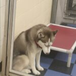 Husky ignorato perché troppo timido lascia il rifugio e trova una famiglia, “Lo portiamo a casa”