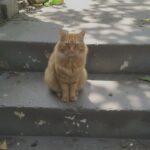 Gatto lasciato davanti casa dopo il trasloco: resta per giorni ad aspettare i proprietari