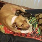 Akasha allatta un gattino randagio salvato: la Pitbull non aveva mai avuto cuccioli