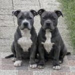 Blue e Green restano soli dopo il trasloco del custode: ora hanno una nuova casa