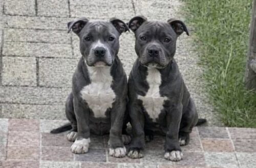 Blue e Green restano soli dopo il trasloco del custode: ora hanno una nuova casa Due pitbull grigio-azzurri, rimasti senza il loro riferimento dopo un trasloco, sono stati accolti da chi li vedeva ogni giorno nel vialetto. Li vedeva quasi tutti i giorni, sempre insieme. Due cani grigio-azzurri, Blue e Green, passavano il tempo fuori, nel vialetto, vicini ma prudenti, come se avessero imparato a fidarsi solo l’uno dell’altro. Appartenevano al custode, poi trasferitosi altrove. Da quel momento, la loro presenza era rimasta lì, davanti agli occhi di chi abitava nella zona, ma senza una vera certezza sul loro futuro. All’inizio erano solo due cani osservati da lontano. Giocavano, si sedevano fianco a fianco, guardavano passare le persone senza avvicinarsi troppo. Non cercavano attenzioni, non si imponevano, non correvano incontro a nessuno. Mantenevano una distanza cauta, tipica di chi non sa bene cosa aspettarsi dagli esseri umani. Poi un pomeriggio qualcosa è cambiato. Chi li vedeva ogni giorno si è accorto che erano dimagriti. Non era solo una questione di aspetto: si notava nel corpo asciutto, nel modo in cui restavano fermi ad aspettare, nella mancanza di energia che aveva preso il posto della vivacità. A quel punto ha deciso di fare un gesto semplice: ha preso delle crocchette e le ha lasciate per loro. Blue e Green, dal vialetto alla nuova vita Da quel momento il rapporto ha iniziato a prendere un’altra direzione. Il giorno successivo i due cani erano di nuovo lì, ma questa volta non sembravano soltanto in attesa di cibo. Aspettavano lui. Le code si muovevano, gli occhi lo seguivano, il comportamento era diverso. La diffidenza non era scomparsa del tutto, ma qualcosa si era aperto. Con il passare dei giorni, Blue e Green hanno iniziato a corrergli incontro ogni volta che arrivava. Quel gesto quotidiano, ripetuto senza forzature, ha trasformato una semplice attenzione in un legame. Non c’erano promesse, almeno all’inizio. L’uomo non aveva programmato di prenderli con sé. Aveva già altri cani e non pensava di allargare ulteriormente la famiglia, soprattutto con due pitbull adulti da inserire in un equilibrio domestico già formato. Eppure la realtà ha preso una strada diversa. I due animali, senza chiedere nulla se non presenza e fiducia, sono diventati parte della sua giornata. Prima il cibo, poi l’attesa, infine quel riconoscimento silenzioso che molti proprietari di cani conoscono bene: il momento in cui un animale smette di essere “di qualcuno” e comincia a diventare responsabilità tua. La decisione dopo giorni di attesa e fiducia Accogliere due cani non è una scelta leggera. Significa spazio, tempo, cure, attenzione e inserimento graduale con gli animali già presenti in casa. Per questo, all’inizio, l’idea sembrava esclusa. Non era il momento, non era previsto, non era ciò che stava cercando. Ma Blue e Green avevano già scelto il loro punto di riferimento. Ogni incontro rafforzava un’abitudine, ogni corsa verso di lui rendeva più difficile immaginare per loro un futuro incerto. La loro storia non aveva bisogno di grandi spiegazioni: due cani rimasti senza stabilità avevano trovato qualcuno disposto a guardarli davvero. Alla fine è arrivata la decisione. Non sarebbero stati mandati altrove. Non avrebbero dovuto ricominciare da capo in un posto sconosciuto, né aspettare ancora sul vialetto. Blue e Green sono stati accolti in casa. Ora hanno un nome, una famiglia e un posto sicuro. Dopo giorni trascorsi a osservare il mondo passare uno accanto all’altro, non devono più aspettare. Sono arrivati dove qualcuno ha scelto di tenerli.