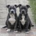Blue e Green restano soli dopo il trasloco del custode: ora hanno una nuova casa Due pitbull grigio-azzurri, rimasti senza il loro riferimento dopo un trasloco, sono stati accolti da chi li vedeva ogni giorno nel vialetto. Li vedeva quasi tutti i giorni, sempre insieme. Due cani grigio-azzurri, Blue e Green, passavano il tempo fuori, nel vialetto, vicini ma prudenti, come se avessero imparato a fidarsi solo l’uno dell’altro. Appartenevano al custode, poi trasferitosi altrove. Da quel momento, la loro presenza era rimasta lì, davanti agli occhi di chi abitava nella zona, ma senza una vera certezza sul loro futuro. All’inizio erano solo due cani osservati da lontano. Giocavano, si sedevano fianco a fianco, guardavano passare le persone senza avvicinarsi troppo. Non cercavano attenzioni, non si imponevano, non correvano incontro a nessuno. Mantenevano una distanza cauta, tipica di chi non sa bene cosa aspettarsi dagli esseri umani. Poi un pomeriggio qualcosa è cambiato. Chi li vedeva ogni giorno si è accorto che erano dimagriti. Non era solo una questione di aspetto: si notava nel corpo asciutto, nel modo in cui restavano fermi ad aspettare, nella mancanza di energia che aveva preso il posto della vivacità. A quel punto ha deciso di fare un gesto semplice: ha preso delle crocchette e le ha lasciate per loro. Blue e Green, dal vialetto alla nuova vita Da quel momento il rapporto ha iniziato a prendere un’altra direzione. Il giorno successivo i due cani erano di nuovo lì, ma questa volta non sembravano soltanto in attesa di cibo. Aspettavano lui. Le code si muovevano, gli occhi lo seguivano, il comportamento era diverso. La diffidenza non era scomparsa del tutto, ma qualcosa si era aperto. Con il passare dei giorni, Blue e Green hanno iniziato a corrergli incontro ogni volta che arrivava. Quel gesto quotidiano, ripetuto senza forzature, ha trasformato una semplice attenzione in un legame. Non c’erano promesse, almeno all’inizio. L’uomo non aveva programmato di prenderli con sé. Aveva già altri cani e non pensava di allargare ulteriormente la famiglia, soprattutto con due pitbull adulti da inserire in un equilibrio domestico già formato. Eppure la realtà ha preso una strada diversa. I due animali, senza chiedere nulla se non presenza e fiducia, sono diventati parte della sua giornata. Prima il cibo, poi l’attesa, infine quel riconoscimento silenzioso che molti proprietari di cani conoscono bene: il momento in cui un animale smette di essere “di qualcuno” e comincia a diventare responsabilità tua. La decisione dopo giorni di attesa e fiducia Accogliere due cani non è una scelta leggera. Significa spazio, tempo, cure, attenzione e inserimento graduale con gli animali già presenti in casa. Per questo, all’inizio, l’idea sembrava esclusa. Non era il momento, non era previsto, non era ciò che stava cercando. Ma Blue e Green avevano già scelto il loro punto di riferimento. Ogni incontro rafforzava un’abitudine, ogni corsa verso di lui rendeva più difficile immaginare per loro un futuro incerto. La loro storia non aveva bisogno di grandi spiegazioni: due cani rimasti senza stabilità avevano trovato qualcuno disposto a guardarli davvero. Alla fine è arrivata la decisione. Non sarebbero stati mandati altrove. Non avrebbero dovuto ricominciare da capo in un posto sconosciuto, né aspettare ancora sul vialetto. Blue e Green sono stati accolti in casa. Ora hanno un nome, una famiglia e un posto sicuro. Dopo giorni trascorsi a osservare il mondo passare uno accanto all’altro, non devono più aspettare. Sono arrivati dove qualcuno ha scelto di tenerli.