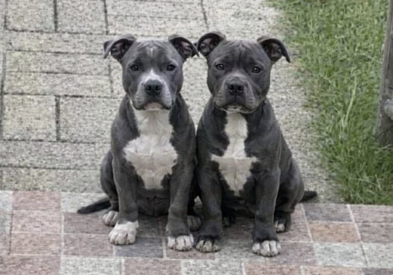 Blue e Green restano soli dopo il trasloco del custode: ora hanno una nuova casa Due pitbull grigio-azzurri, rimasti senza il loro riferimento dopo un trasloco, sono stati accolti da chi li vedeva ogni giorno nel vialetto. Li vedeva quasi tutti i giorni, sempre insieme. Due cani grigio-azzurri, Blue e Green, passavano il tempo fuori, nel vialetto, vicini ma prudenti, come se avessero imparato a fidarsi solo l’uno dell’altro. Appartenevano al custode, poi trasferitosi altrove. Da quel momento, la loro presenza era rimasta lì, davanti agli occhi di chi abitava nella zona, ma senza una vera certezza sul loro futuro. All’inizio erano solo due cani osservati da lontano. Giocavano, si sedevano fianco a fianco, guardavano passare le persone senza avvicinarsi troppo. Non cercavano attenzioni, non si imponevano, non correvano incontro a nessuno. Mantenevano una distanza cauta, tipica di chi non sa bene cosa aspettarsi dagli esseri umani. Poi un pomeriggio qualcosa è cambiato. Chi li vedeva ogni giorno si è accorto che erano dimagriti. Non era solo una questione di aspetto: si notava nel corpo asciutto, nel modo in cui restavano fermi ad aspettare, nella mancanza di energia che aveva preso il posto della vivacità. A quel punto ha deciso di fare un gesto semplice: ha preso delle crocchette e le ha lasciate per loro. Blue e Green, dal vialetto alla nuova vita Da quel momento il rapporto ha iniziato a prendere un’altra direzione. Il giorno successivo i due cani erano di nuovo lì, ma questa volta non sembravano soltanto in attesa di cibo. Aspettavano lui. Le code si muovevano, gli occhi lo seguivano, il comportamento era diverso. La diffidenza non era scomparsa del tutto, ma qualcosa si era aperto. Con il passare dei giorni, Blue e Green hanno iniziato a corrergli incontro ogni volta che arrivava. Quel gesto quotidiano, ripetuto senza forzature, ha trasformato una semplice attenzione in un legame. Non c’erano promesse, almeno all’inizio. L’uomo non aveva programmato di prenderli con sé. Aveva già altri cani e non pensava di allargare ulteriormente la famiglia, soprattutto con due pitbull adulti da inserire in un equilibrio domestico già formato. Eppure la realtà ha preso una strada diversa. I due animali, senza chiedere nulla se non presenza e fiducia, sono diventati parte della sua giornata. Prima il cibo, poi l’attesa, infine quel riconoscimento silenzioso che molti proprietari di cani conoscono bene: il momento in cui un animale smette di essere “di qualcuno” e comincia a diventare responsabilità tua. La decisione dopo giorni di attesa e fiducia Accogliere due cani non è una scelta leggera. Significa spazio, tempo, cure, attenzione e inserimento graduale con gli animali già presenti in casa. Per questo, all’inizio, l’idea sembrava esclusa. Non era il momento, non era previsto, non era ciò che stava cercando. Ma Blue e Green avevano già scelto il loro punto di riferimento. Ogni incontro rafforzava un’abitudine, ogni corsa verso di lui rendeva più difficile immaginare per loro un futuro incerto. La loro storia non aveva bisogno di grandi spiegazioni: due cani rimasti senza stabilità avevano trovato qualcuno disposto a guardarli davvero. Alla fine è arrivata la decisione. Non sarebbero stati mandati altrove. Non avrebbero dovuto ricominciare da capo in un posto sconosciuto, né aspettare ancora sul vialetto. Blue e Green sono stati accolti in casa. Ora hanno un nome, una famiglia e un posto sicuro. Dopo giorni trascorsi a osservare il mondo passare uno accanto all’altro, non devono più aspettare. Sono arrivati dove qualcuno ha scelto di tenerli.