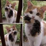 Gatta randagia nutrita per mesi torna con il suo cucciolo e chiede aiuto