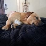 Cagnolino trovato solo in hotel entra in camera e viene adottato: nasce la storia di Buddy Adams