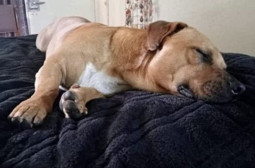 Un cagnolino spaesato incontrato in hotel trova protezione, affetto e una nuova famiglia pronta ad accoglierlo.