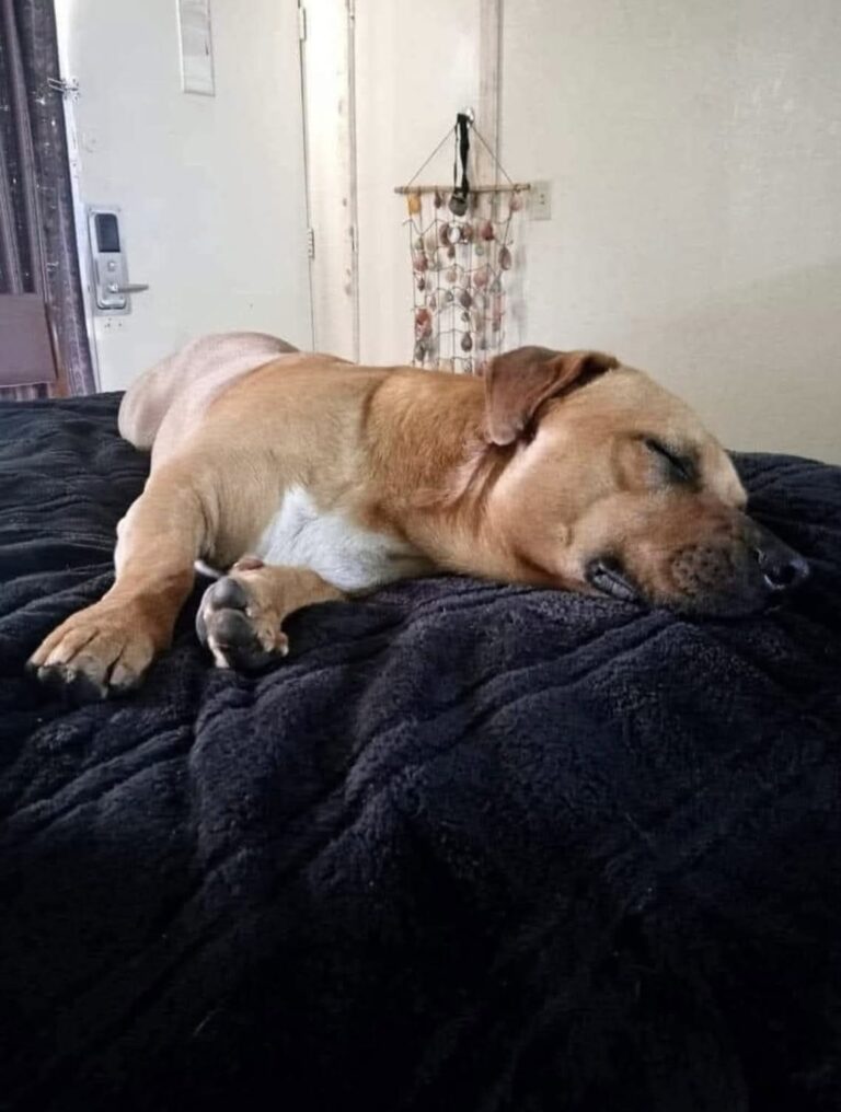 Un cagnolino spaesato incontrato in hotel trova protezione, affetto e una nuova famiglia pronta ad accoglierlo.