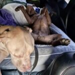 Cucciolo adottato affronta il primo viaggio in auto e dorme per tutto il tragitto