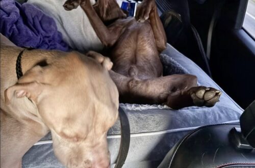 Cucciolo adottato affronta il primo viaggio in auto e dorme per tutto il tragitto Un cucciolo appena adottato ha superato senza difficoltà il suo primo lungo viaggio in auto, sorprendendo la famiglia. Il primo road trip dopo l’adozione poteva trasformarsi in una prova complicata. Un cucciolo pieno di energia, un viaggio lungo, rumori nuovi, camion in corsa e la possibilità che l’auto diventasse uno spazio troppo stretto da gestire. La famiglia era partita con qualche timore. Non sapeva se il cane avrebbe abbaiato a ogni mezzo incontrato lungo la strada, se avrebbe cercato di raggiungere i sedili anteriori o se avrebbe iniziato a mordicchiare la cintura. Preoccupazioni normali quando un animale appena adottato affronta per la prima volta un’esperienza così diversa dalla routine. Dopo pochi minuti, però, ogni dubbio è svanito. Cucciolo adottato al primo road trip A circa venti minuti dalla partenza, i proprietari si sono voltati verso il sedile posteriore e lo hanno trovato profondamente addormentato. Nessuna agitazione, nessun abbaio, nessun tentativo di muoversi in modo nervoso. Il cucciolo era completamente rilassato, con la testa abbandonata e la lingua appena fuori, come se viaggiare in auto fosse già una sua abitudine. Ha dormito per quasi tutto il tragitto, trasformando quella che sembrava una possibile difficoltà in un momento di calma inattesa. Per la famiglia è stata una sorpresa. Nei giorni precedenti il viaggio, l’idea di affrontare tante ore in macchina con un cane appena arrivato aveva portato inevitabilmente qualche dubbio. La risposta del cucciolo, invece, è stata semplice: si è sentito al sicuro e si è lasciato andare al sonno. Dal rifugio alla scoperta del mondo Il cambiamento colpisce ancora di più pensando al suo passato recente. Solo poche settimane prima, il piccolo si trovava in rifugio, timido e incerto, ancora alle prese con persone, ambienti e abitudini nuove. L’adozione ha aperto per lui una fase diversa. Ogni uscita, ogni luogo sconosciuto e ogni esperienza diventano parte di un percorso di fiducia. Il viaggio in auto, che per molti cani può rappresentare uno stress, per lui si è trasformato in una tappa naturale dentro la nuova vita familiare. La sua tranquillità durante il tragitto racconta anche il lavoro fatto nei primi giorni dopo l’arrivo a casa: presenza costante, tempi rispettati e un ambiente abbastanza stabile da permettergli di affrontare una novità senza paura. Un nuovo compagno di viaggio Alla fine del weekend, la conclusione per la famiglia è arrivata quasi da sola: il cucciolo ha superato il suo primo road trip meglio del previsto. Non ha protestato, non ha mostrato ansia e non ha creato problemi durante il viaggio. Ha semplicemente dormito, come fanno i cani quando iniziano a fidarsi davvero del posto in cui si trovano e delle persone che hanno accanto. Da cucciolo spaventato in rifugio a piccolo compagno di viaggio, il passo è stato breve ma significativo. Ora sta imparando a conoscere il mondo poco alla volta, tra nuove strade, soste, odori sconosciuti e lunghi pisolini sul sedile posteriore. Il primo viaggio è andato. E, per la sua famiglia, il verdetto è chiaro: è ufficialmente un cane da road trip.