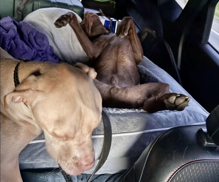 Cucciolo adottato affronta il primo viaggio in auto e dorme per tutto il tragitto Un cucciolo appena adottato ha superato senza difficoltà il suo primo lungo viaggio in auto, sorprendendo la famiglia. Il primo road trip dopo l’adozione poteva trasformarsi in una prova complicata. Un cucciolo pieno di energia, un viaggio lungo, rumori nuovi, camion in corsa e la possibilità che l’auto diventasse uno spazio troppo stretto da gestire. La famiglia era partita con qualche timore. Non sapeva se il cane avrebbe abbaiato a ogni mezzo incontrato lungo la strada, se avrebbe cercato di raggiungere i sedili anteriori o se avrebbe iniziato a mordicchiare la cintura. Preoccupazioni normali quando un animale appena adottato affronta per la prima volta un’esperienza così diversa dalla routine. Dopo pochi minuti, però, ogni dubbio è svanito. Cucciolo adottato al primo road trip A circa venti minuti dalla partenza, i proprietari si sono voltati verso il sedile posteriore e lo hanno trovato profondamente addormentato. Nessuna agitazione, nessun abbaio, nessun tentativo di muoversi in modo nervoso. Il cucciolo era completamente rilassato, con la testa abbandonata e la lingua appena fuori, come se viaggiare in auto fosse già una sua abitudine. Ha dormito per quasi tutto il tragitto, trasformando quella che sembrava una possibile difficoltà in un momento di calma inattesa. Per la famiglia è stata una sorpresa. Nei giorni precedenti il viaggio, l’idea di affrontare tante ore in macchina con un cane appena arrivato aveva portato inevitabilmente qualche dubbio. La risposta del cucciolo, invece, è stata semplice: si è sentito al sicuro e si è lasciato andare al sonno. Dal rifugio alla scoperta del mondo Il cambiamento colpisce ancora di più pensando al suo passato recente. Solo poche settimane prima, il piccolo si trovava in rifugio, timido e incerto, ancora alle prese con persone, ambienti e abitudini nuove. L’adozione ha aperto per lui una fase diversa. Ogni uscita, ogni luogo sconosciuto e ogni esperienza diventano parte di un percorso di fiducia. Il viaggio in auto, che per molti cani può rappresentare uno stress, per lui si è trasformato in una tappa naturale dentro la nuova vita familiare. La sua tranquillità durante il tragitto racconta anche il lavoro fatto nei primi giorni dopo l’arrivo a casa: presenza costante, tempi rispettati e un ambiente abbastanza stabile da permettergli di affrontare una novità senza paura. Un nuovo compagno di viaggio Alla fine del weekend, la conclusione per la famiglia è arrivata quasi da sola: il cucciolo ha superato il suo primo road trip meglio del previsto. Non ha protestato, non ha mostrato ansia e non ha creato problemi durante il viaggio. Ha semplicemente dormito, come fanno i cani quando iniziano a fidarsi davvero del posto in cui si trovano e delle persone che hanno accanto. Da cucciolo spaventato in rifugio a piccolo compagno di viaggio, il passo è stato breve ma significativo. Ora sta imparando a conoscere il mondo poco alla volta, tra nuove strade, soste, odori sconosciuti e lunghi pisolini sul sedile posteriore. Il primo viaggio è andato. E, per la sua famiglia, il verdetto è chiaro: è ufficialmente un cane da road trip.