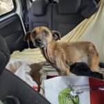 Cucciolo trovato sul ciglio della strada: era solo, denutrito e incapace di reggersi