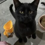 Gatto entra nel garage di uno sconosciuto e si comporta come se fosse già casa sua