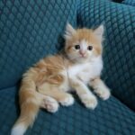 Gattino segnato dai maltrattamenti accolto da una coppia pronta ad aiutarlo