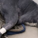 King rifiutato dai rifugi perché stava morendo: il Pitbull salvato ora cammina con una carrozzina