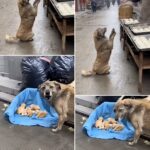 Cagnolina randagia zoppica fino a una bancarella per cercare cibo ai cuccioli