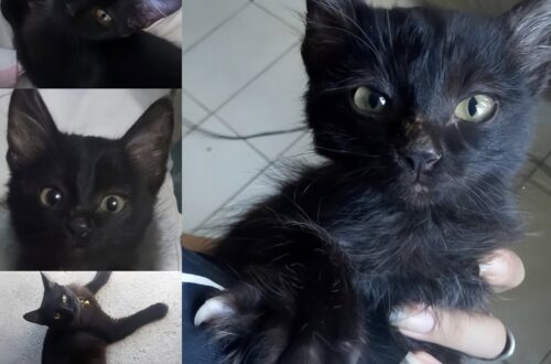 Gatto nero trovato sotto un cassonetto: adottato dopo maltrattamenti e paura Un gatto nero ferito e spaventato è stato salvato dalla strada e ha ritrovato fiducia nella casa di chi lo ha accolto. Quando è stato trovato, era nascosto sotto un vecchio cassonetto, bagnato e immobile. Non cercava cibo, non miagolava, non provava nemmeno ad avvicinarsi. Restava rannicchiato, come fanno gli animali che hanno imparato a difendersi restando invisibili. Il suo pelo nero, invece di essere soltanto una caratteristica, per qualcuno era diventato un pretesto per respingerlo. La persona che lo ha soccorso racconta di averlo visto tremare, con il muso segnato da cicatrici e gli occhi bassi. Alcuni lo avevano mandato via, altri gli avevano lanciato oggetti contro. Un rifiuto continuo, alimentato da una vecchia superstizione che ancora oggi pesa soprattutto sui gatti neri, spesso guardati con diffidenza senza alcun motivo reale. Quel giorno, però, davanti a lui non c’era qualcuno pronto ad allontanarlo. C’era una mano tesa. Il gatto nero salvato dalla strada Il primo incontro non è stato facile. Il gatto era spaventato, ma non aggressivo. Quando la donna ha allungato la mano, non ha soffiato e non è scappato. È rimasto fermo, con lo sguardo fisso su di lei. Un atteggiamento che raccontava più paura che difesa. Chi lo ha trovato non ha visto in lui un simbolo di sfortuna, ma un animale ferito, stanco e abituato a essere respinto. Lo ha portato via dalla strada e lo ha accolto in casa, consapevole che la parte più difficile sarebbe arrivata dopo: ricostruire la fiducia. All’inizio il gatto non riusciva a rilassarsi. Ogni rumore improvviso lo faceva sussultare. Si nascondeva negli angoli, evitava i movimenti rapidi e sembrava aspettarsi sempre una reazione ostile. Il passaggio dalla strada a un ambiente sicuro non cancella subito ciò che un animale ha vissuto. Serve tempo, costanza, presenza. La fiducia ritrovata dopo la paura I cambiamenti sono arrivati lentamente. Prima piccoli segnali, poi gesti più chiari. Il gatto ha iniziato a restare nella stessa stanza della sua nuova proprietaria, poi ad avvicinarsi, infine a cercare il contatto. Una sera si è acciambellato accanto a lei e ha appoggiato la testa sul suo petto. È stato il momento in cui il rapporto è cambiato davvero. Da allora, la casa è diventata il suo punto fermo. Oggi la segue da una stanza all’altra, fa le fusa quando la vede entrare e dorme vicino a lei, spesso con una zampa appoggiata alla sua mano. Non è più l’animale nascosto sotto un cassonetto, costretto a subire paura e rifiuto. È un gatto che ha trovato sicurezza. La sua storia mostra quanto certe convinzioni possano trasformarsi in danno concreto per gli animali. Il colore del pelo non dice nulla sul carattere di un gatto, sulla sua indole o sulla sua capacità di affezionarsi. Eppure, per lui, quel pelo nero era diventato una condanna agli occhi di chi aveva scelto di trattarlo come un problema. La persona che lo ha adottato racconta oggi un legame fatto di gesti quotidiani, silenzi e fiducia conquistata passo dopo passo. Quello che molti avevano considerato sfortuna si è rivelato l’incontro più prezioso della sua vita. Non perché il gatto avesse bisogno soltanto di essere salvato, ma perché qualcuno ha deciso di restare abbastanza a lungo da dimostrargli che non tutti gli esseri umani fanno male.