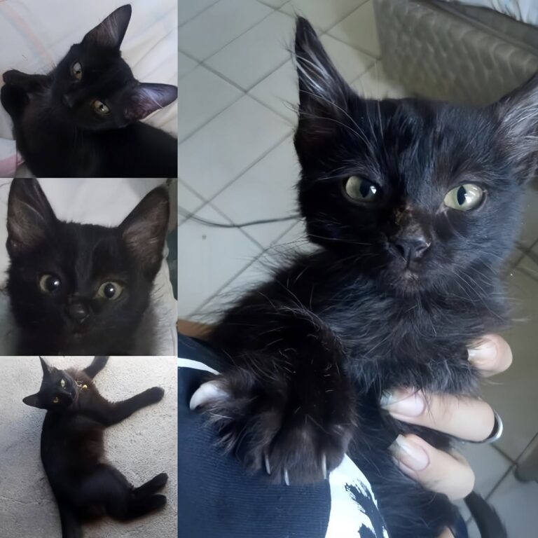 Gatto nero trovato sotto un cassonetto: adottato dopo maltrattamenti e paura Un gatto nero ferito e spaventato è stato salvato dalla strada e ha ritrovato fiducia nella casa di chi lo ha accolto. Quando è stato trovato, era nascosto sotto un vecchio cassonetto, bagnato e immobile. Non cercava cibo, non miagolava, non provava nemmeno ad avvicinarsi. Restava rannicchiato, come fanno gli animali che hanno imparato a difendersi restando invisibili. Il suo pelo nero, invece di essere soltanto una caratteristica, per qualcuno era diventato un pretesto per respingerlo. La persona che lo ha soccorso racconta di averlo visto tremare, con il muso segnato da cicatrici e gli occhi bassi. Alcuni lo avevano mandato via, altri gli avevano lanciato oggetti contro. Un rifiuto continuo, alimentato da una vecchia superstizione che ancora oggi pesa soprattutto sui gatti neri, spesso guardati con diffidenza senza alcun motivo reale. Quel giorno, però, davanti a lui non c’era qualcuno pronto ad allontanarlo. C’era una mano tesa. Il gatto nero salvato dalla strada Il primo incontro non è stato facile. Il gatto era spaventato, ma non aggressivo. Quando la donna ha allungato la mano, non ha soffiato e non è scappato. È rimasto fermo, con lo sguardo fisso su di lei. Un atteggiamento che raccontava più paura che difesa. Chi lo ha trovato non ha visto in lui un simbolo di sfortuna, ma un animale ferito, stanco e abituato a essere respinto. Lo ha portato via dalla strada e lo ha accolto in casa, consapevole che la parte più difficile sarebbe arrivata dopo: ricostruire la fiducia. All’inizio il gatto non riusciva a rilassarsi. Ogni rumore improvviso lo faceva sussultare. Si nascondeva negli angoli, evitava i movimenti rapidi e sembrava aspettarsi sempre una reazione ostile. Il passaggio dalla strada a un ambiente sicuro non cancella subito ciò che un animale ha vissuto. Serve tempo, costanza, presenza. La fiducia ritrovata dopo la paura I cambiamenti sono arrivati lentamente. Prima piccoli segnali, poi gesti più chiari. Il gatto ha iniziato a restare nella stessa stanza della sua nuova proprietaria, poi ad avvicinarsi, infine a cercare il contatto. Una sera si è acciambellato accanto a lei e ha appoggiato la testa sul suo petto. È stato il momento in cui il rapporto è cambiato davvero. Da allora, la casa è diventata il suo punto fermo. Oggi la segue da una stanza all’altra, fa le fusa quando la vede entrare e dorme vicino a lei, spesso con una zampa appoggiata alla sua mano. Non è più l’animale nascosto sotto un cassonetto, costretto a subire paura e rifiuto. È un gatto che ha trovato sicurezza. La sua storia mostra quanto certe convinzioni possano trasformarsi in danno concreto per gli animali. Il colore del pelo non dice nulla sul carattere di un gatto, sulla sua indole o sulla sua capacità di affezionarsi. Eppure, per lui, quel pelo nero era diventato una condanna agli occhi di chi aveva scelto di trattarlo come un problema. La persona che lo ha adottato racconta oggi un legame fatto di gesti quotidiani, silenzi e fiducia conquistata passo dopo passo. Quello che molti avevano considerato sfortuna si è rivelato l’incontro più prezioso della sua vita. Non perché il gatto avesse bisogno soltanto di essere salvato, ma perché qualcuno ha deciso di restare abbastanza a lungo da dimostrargli che non tutti gli esseri umani fanno male.