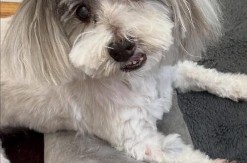 Un cane anziano, cieco e con udito ridotto, ha compiuto 19 anni e continua ad affrontare le giornate con energia e dolcezza. Ha compiuto 19 anni da poche settimane, un traguardo raro per un cane e ancora più significativo considerando le difficoltà legate all’età. Non vede più e sente soltanto in parte, ma continua ad accogliere ogni mattina la sua persona con la stessa coda in movimento e con un entusiasmo che non sembra essersi spento. Il protagonista di questa storia è un cane molto anziano, descritto dal suo proprietario come un compagno di vita insostituibile. Gli anni hanno lasciato segni evidenti: la vista è andata perduta, l’udito si è ridotto e la demenza senile canina rende alcune giornate più complesse di altre. Eppure il suo carattere, racconta chi vive con lui, è rimasto lo stesso. Nonostante l’età avanzata, conserva un atteggiamento affettuoso, sereno, ancora capace di trasformare la routine quotidiana in un momento di vicinanza. Il cane di 19 anni e il controllo dal veterinario La notizia più importante è arrivata dopo l’ultimo controllo veterinario. La visita ha confermato condizioni generali sorprendenti per un animale della sua età. Il veterinario, secondo quanto riferito dal proprietario, ha detto che il cane è “completamente sano”. Una frase che, davanti a un cane di 19 anni, assume un peso particolare. A quell’età ogni visita può portare timori, soprattutto quando sono già presenti problemi legati alla vecchiaia. In questo caso, invece, il controllo ha restituito un quadro rassicurante. La demenza senile canina resta una condizione da gestire con attenzione. Può comportare disorientamento, cambiamenti nel ritmo sonno-veglia, momenti di confusione e comportamenti diversi rispetto al passato. Ma nel racconto del proprietario emerge soprattutto un dato: anche quando le giornate sono più difficili, il legame tra loro continua a restare saldo. La vecchiaia vissuta tra fragilità e affetto quotidiano Ogni mattina il cane accoglie il suo proprietario con calore. Non può più vedere il volto di chi ha accanto e percepisce i suoni solo in modo limitato, ma riconosce ancora la presenza, la vicinanza, le abitudini. La coda che si muove è diventata il segnale più immediato della sua vitalità. Chi lo conosce lo descrive come un cane che, nonostante l’età, conserva lo spirito di sempre. La vecchiaia ha cambiato il corpo, non il modo di stare accanto alla sua famiglia. Ed è forse questo l’aspetto che colpisce di più: la continuità di un affetto che resiste alle difficoltà fisiche e cognitive. Il proprietario ha voluto condividere il suo muso tenero e la sua storia non per celebrare un evento straordinario in senso spettacolare, ma per raccontare la presenza silenziosa di un amico rimasto fedele nel tempo. “È stato il mio migliore amico in tutto questo”, ha scritto, spiegando che anche un solo sorriso regalato dalla sua storia sarebbe già abbastanza. A 19 anni, questo cane continua a vivere con una forza tranquilla. Non corre come un tempo, non vede più la casa in cui si muove e sente solo parte dei rumori che lo circondano. Ma ogni giorno resta lì, con la sua coda che si muove e con quella gioia semplice che ha accompagnato tutta la sua vita.