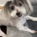 Un cane anziano, cieco e con udito ridotto, ha compiuto 19 anni e continua ad affrontare le giornate con energia e dolcezza. Ha compiuto 19 anni da poche settimane, un traguardo raro per un cane e ancora più significativo considerando le difficoltà legate all’età. Non vede più e sente soltanto in parte, ma continua ad accogliere ogni mattina la sua persona con la stessa coda in movimento e con un entusiasmo che non sembra essersi spento. Il protagonista di questa storia è un cane molto anziano, descritto dal suo proprietario come un compagno di vita insostituibile. Gli anni hanno lasciato segni evidenti: la vista è andata perduta, l’udito si è ridotto e la demenza senile canina rende alcune giornate più complesse di altre. Eppure il suo carattere, racconta chi vive con lui, è rimasto lo stesso. Nonostante l’età avanzata, conserva un atteggiamento affettuoso, sereno, ancora capace di trasformare la routine quotidiana in un momento di vicinanza. Il cane di 19 anni e il controllo dal veterinario La notizia più importante è arrivata dopo l’ultimo controllo veterinario. La visita ha confermato condizioni generali sorprendenti per un animale della sua età. Il veterinario, secondo quanto riferito dal proprietario, ha detto che il cane è “completamente sano”. Una frase che, davanti a un cane di 19 anni, assume un peso particolare. A quell’età ogni visita può portare timori, soprattutto quando sono già presenti problemi legati alla vecchiaia. In questo caso, invece, il controllo ha restituito un quadro rassicurante. La demenza senile canina resta una condizione da gestire con attenzione. Può comportare disorientamento, cambiamenti nel ritmo sonno-veglia, momenti di confusione e comportamenti diversi rispetto al passato. Ma nel racconto del proprietario emerge soprattutto un dato: anche quando le giornate sono più difficili, il legame tra loro continua a restare saldo. La vecchiaia vissuta tra fragilità e affetto quotidiano Ogni mattina il cane accoglie il suo proprietario con calore. Non può più vedere il volto di chi ha accanto e percepisce i suoni solo in modo limitato, ma riconosce ancora la presenza, la vicinanza, le abitudini. La coda che si muove è diventata il segnale più immediato della sua vitalità. Chi lo conosce lo descrive come un cane che, nonostante l’età, conserva lo spirito di sempre. La vecchiaia ha cambiato il corpo, non il modo di stare accanto alla sua famiglia. Ed è forse questo l’aspetto che colpisce di più: la continuità di un affetto che resiste alle difficoltà fisiche e cognitive. Il proprietario ha voluto condividere il suo muso tenero e la sua storia non per celebrare un evento straordinario in senso spettacolare, ma per raccontare la presenza silenziosa di un amico rimasto fedele nel tempo. “È stato il mio migliore amico in tutto questo”, ha scritto, spiegando che anche un solo sorriso regalato dalla sua storia sarebbe già abbastanza. A 19 anni, questo cane continua a vivere con una forza tranquilla. Non corre come un tempo, non vede più la casa in cui si muove e sente solo parte dei rumori che lo circondano. Ma ogni giorno resta lì, con la sua coda che si muove e con quella gioia semplice che ha accompagnato tutta la sua vita.