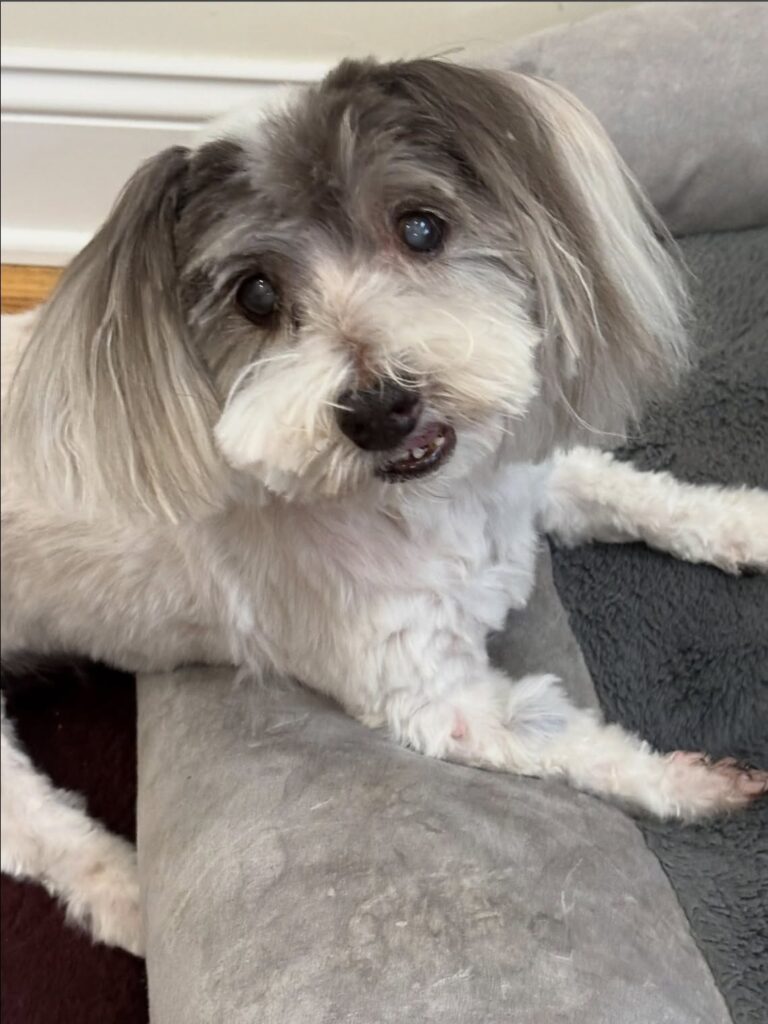 Un cane anziano, cieco e con udito ridotto, ha compiuto 19 anni e continua ad affrontare le giornate con energia e dolcezza. Ha compiuto 19 anni da poche settimane, un traguardo raro per un cane e ancora più significativo considerando le difficoltà legate all’età. Non vede più e sente soltanto in parte, ma continua ad accogliere ogni mattina la sua persona con la stessa coda in movimento e con un entusiasmo che non sembra essersi spento. Il protagonista di questa storia è un cane molto anziano, descritto dal suo proprietario come un compagno di vita insostituibile. Gli anni hanno lasciato segni evidenti: la vista è andata perduta, l’udito si è ridotto e la demenza senile canina rende alcune giornate più complesse di altre. Eppure il suo carattere, racconta chi vive con lui, è rimasto lo stesso. Nonostante l’età avanzata, conserva un atteggiamento affettuoso, sereno, ancora capace di trasformare la routine quotidiana in un momento di vicinanza. Il cane di 19 anni e il controllo dal veterinario La notizia più importante è arrivata dopo l’ultimo controllo veterinario. La visita ha confermato condizioni generali sorprendenti per un animale della sua età. Il veterinario, secondo quanto riferito dal proprietario, ha detto che il cane è “completamente sano”. Una frase che, davanti a un cane di 19 anni, assume un peso particolare. A quell’età ogni visita può portare timori, soprattutto quando sono già presenti problemi legati alla vecchiaia. In questo caso, invece, il controllo ha restituito un quadro rassicurante. La demenza senile canina resta una condizione da gestire con attenzione. Può comportare disorientamento, cambiamenti nel ritmo sonno-veglia, momenti di confusione e comportamenti diversi rispetto al passato. Ma nel racconto del proprietario emerge soprattutto un dato: anche quando le giornate sono più difficili, il legame tra loro continua a restare saldo. La vecchiaia vissuta tra fragilità e affetto quotidiano Ogni mattina il cane accoglie il suo proprietario con calore. Non può più vedere il volto di chi ha accanto e percepisce i suoni solo in modo limitato, ma riconosce ancora la presenza, la vicinanza, le abitudini. La coda che si muove è diventata il segnale più immediato della sua vitalità. Chi lo conosce lo descrive come un cane che, nonostante l’età, conserva lo spirito di sempre. La vecchiaia ha cambiato il corpo, non il modo di stare accanto alla sua famiglia. Ed è forse questo l’aspetto che colpisce di più: la continuità di un affetto che resiste alle difficoltà fisiche e cognitive. Il proprietario ha voluto condividere il suo muso tenero e la sua storia non per celebrare un evento straordinario in senso spettacolare, ma per raccontare la presenza silenziosa di un amico rimasto fedele nel tempo. “È stato il mio migliore amico in tutto questo”, ha scritto, spiegando che anche un solo sorriso regalato dalla sua storia sarebbe già abbastanza. A 19 anni, questo cane continua a vivere con una forza tranquilla. Non corre come un tempo, non vede più la casa in cui si muove e sente solo parte dei rumori che lo circondano. Ma ogni giorno resta lì, con la sua coda che si muove e con quella gioia semplice che ha accompagnato tutta la sua vita.