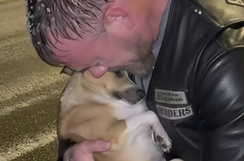 Un motociclista si ferma durante una bufera, trova una cagnolina quasi priva di sensi e la tiene al caldo fino all’arrivo dei soccorsi.