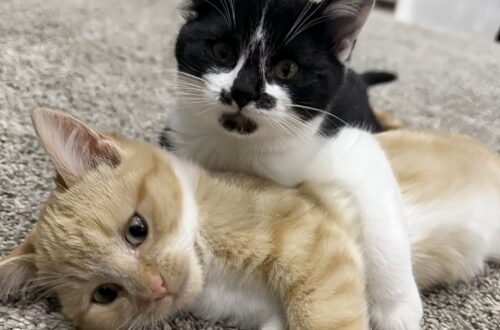 Trovati in luoghi diversi e senza alcun legame di sangue, due gatti hanno sviluppato in rifugio un rapporto impossibile da spezzare.