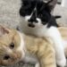Trovati in luoghi diversi e senza alcun legame di sangue, due gatti hanno sviluppato in rifugio un rapporto impossibile da spezzare.