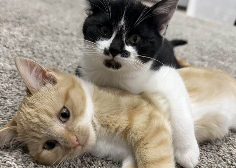 Trovati in luoghi diversi e senza alcun legame di sangue, due gatti hanno sviluppato in rifugio un rapporto impossibile da spezzare.