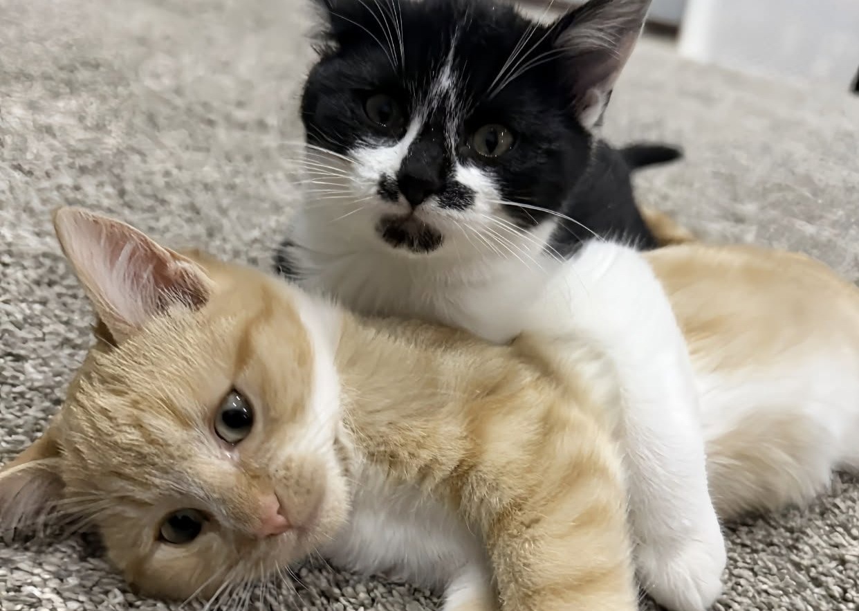 Trovati in luoghi diversi e senza alcun legame di sangue, due gatti hanno sviluppato in rifugio un rapporto impossibile da spezzare.