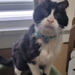 Gerald, il gatto anziano riportato due volte al rifugio, trova casa dopo il divorzio del suo nuovo proprietario
