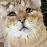 Adotta il gatto più anziano del rifugio e gli regala una nuova casa