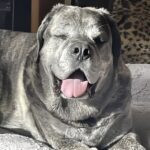 Wesley era considerato un cane difficile, poi l’affido è diventato casa