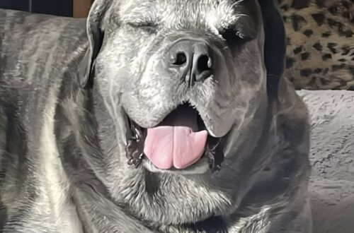 Wesley era considerato un cane difficile, poi l’affido è diventato casa Arrivato come cane in affido, Wesley ha mostrato un carattere diverso da quello descritto: oggi vive sereno nella sua famiglia. Quando Wesley è arrivato in affido, la sua storia sembrava già accompagnata da un’etichetta pesante. Veniva descritto come un cane complicato, poco collaborativo, inadatto alle passeggiate, spaventato dall’auto e incapace di giocare. A chi lo avrebbe accolto era stato persino consigliato di non comprargli una cuccia, perché probabilmente l’avrebbe distrutta. Insieme a lui non c’era molto. Solo un piccolo pezzo di moquette consumato, indicato come il punto su cui avrebbe potuto sdraiarsi. Un oggetto povero, quasi provvisorio, che raccontava più di tante parole il modo in cui Wesley era stato visto fino a quel momento: un cane da gestire, più che da capire. Eppure, appena incontrato il suo nuovo riferimento umano, qualcosa è apparso diverso. Wesley lo ha guardato con un’espressione attenta, come se avesse intuito che quella giornata non sarebbe stata uguale alle altre. Non sembrava un cane pronto a creare problemi. Sembrava un animale stanco di essere frainteso. Wesley, il cane in affido che non era come lo avevano descritto All’inizio Wesley pensava probabilmente di essere uscito solo per una passeggiata. Poi il bagagliaio dell’auto si è aperto davanti a lui. Secondo chi lo ha accolto, in quel momento i suoi occhi sono cambiati. Il cane è salito senza esitazione, senza mostrare la paura che tutti si aspettavano da lui. Non c’era rifiuto. Non c’era panico. C’era piuttosto una forma di fiducia immediata, fragile ma chiara. È stato allora che la famiglia affidataria ha iniziato a mettere in dubbio tutto ciò che le era stato raccontato. Wesley non sembrava “rotto”. Sembrava un cane che non aveva ancora trovato il contesto giusto per sentirsi al sicuro. L’affido, nato come una sistemazione temporanea, ha cominciato così a cambiare significato. Giorno dopo giorno, i comportamenti del cane hanno mostrato una realtà diversa da quella prevista. Non serviva forzarlo, né aspettarsi trasformazioni immediate. Serviva osservarlo, rispettare i suoi tempi e offrirgli stabilità. La cuccia morbida e i giochi mai distrutti Oggi Wesley ha una cuccia grande e morbida tutta per sé. Quella stessa cuccia che, secondo i consigli iniziali, non avrebbe dovuto avere. Non l’ha distrutta. Al contrario, la tratta come uno spazio prezioso, un posto sicuro in cui riposare e riconoscersi. Anche il rapporto con i giochi è cambiato. Il cane che non avrebbe dovuto giocare, ora ha un cesto pieno di oggetti che usa con curiosità. Li prende, li porta in giro, li riscopre ogni volta come se fossero nuovi. Non sono dettagli marginali: per un animale che ha vissuto diffidenza o incomprensione, il gioco può diventare un segnale importante di benessere. Le passeggiate restano un terreno più delicato. Non sono ancora la sua attività preferita e probabilmente continueranno a richiedere pazienza. Ma l’auto, che doveva essere una delle sue paure più nette, sta diventando un’esperienza possibile. Wesley inizia a guardare fuori, a seguire il paesaggio, a vivere il viaggio non più come una minaccia ma come parte della sua nuova routine. Il piccolo ballo di Wesley quando è felice C’è un gesto che più di altri racconta il cambiamento. Quando è contento, Wesley gira su sé stesso, come in un piccolo ballo. La coda si muove, il corpo si alleggerisce, il muso sembra distendersi in un’espressione serena. È il comportamento di un cane che non si limita più a resistere alle giornate, ma partecipa alla vita che ha intorno. Per la sua famiglia, quella trasformazione ha un valore preciso. Wesley non era un cane eccessivo, né impossibile. Aveva bisogno di persone capaci di leggerlo senza fermarsi alla prima definizione. Aveva bisogno di un ambiente in cui non essere giudicato soltanto per le sue paure o per ciò che altri avevano immaginato di lui. L’affido è diventato appartenenza. Il cane che avrebbe dovuto restare solo per un periodo ha trovato una casa definitiva, fatta di una cuccia vera, giochi, viaggi in macchina e presenze affidabili. Wesley non era difficile. Era un cane in attesa del posto giusto. E oggi quel posto lo ha trovato.