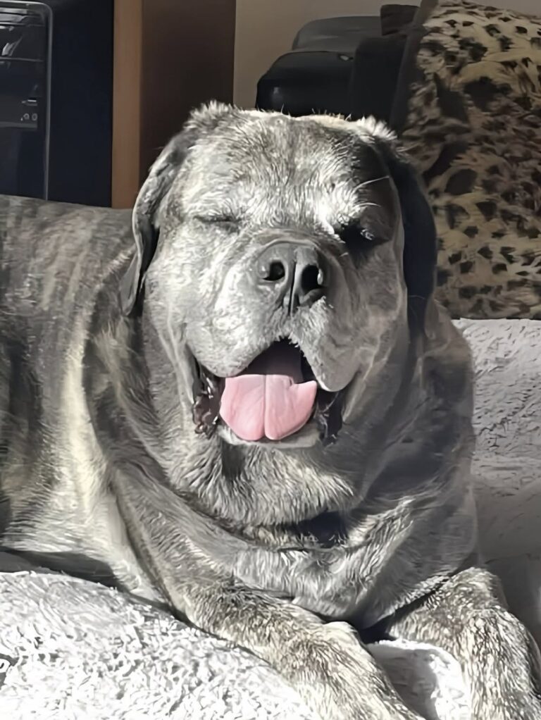Wesley era considerato un cane difficile, poi l’affido è diventato casa Arrivato come cane in affido, Wesley ha mostrato un carattere diverso da quello descritto: oggi vive sereno nella sua famiglia. Quando Wesley è arrivato in affido, la sua storia sembrava già accompagnata da un’etichetta pesante. Veniva descritto come un cane complicato, poco collaborativo, inadatto alle passeggiate, spaventato dall’auto e incapace di giocare. A chi lo avrebbe accolto era stato persino consigliato di non comprargli una cuccia, perché probabilmente l’avrebbe distrutta. Insieme a lui non c’era molto. Solo un piccolo pezzo di moquette consumato, indicato come il punto su cui avrebbe potuto sdraiarsi. Un oggetto povero, quasi provvisorio, che raccontava più di tante parole il modo in cui Wesley era stato visto fino a quel momento: un cane da gestire, più che da capire. Eppure, appena incontrato il suo nuovo riferimento umano, qualcosa è apparso diverso. Wesley lo ha guardato con un’espressione attenta, come se avesse intuito che quella giornata non sarebbe stata uguale alle altre. Non sembrava un cane pronto a creare problemi. Sembrava un animale stanco di essere frainteso. Wesley, il cane in affido che non era come lo avevano descritto All’inizio Wesley pensava probabilmente di essere uscito solo per una passeggiata. Poi il bagagliaio dell’auto si è aperto davanti a lui. Secondo chi lo ha accolto, in quel momento i suoi occhi sono cambiati. Il cane è salito senza esitazione, senza mostrare la paura che tutti si aspettavano da lui. Non c’era rifiuto. Non c’era panico. C’era piuttosto una forma di fiducia immediata, fragile ma chiara. È stato allora che la famiglia affidataria ha iniziato a mettere in dubbio tutto ciò che le era stato raccontato. Wesley non sembrava “rotto”. Sembrava un cane che non aveva ancora trovato il contesto giusto per sentirsi al sicuro. L’affido, nato come una sistemazione temporanea, ha cominciato così a cambiare significato. Giorno dopo giorno, i comportamenti del cane hanno mostrato una realtà diversa da quella prevista. Non serviva forzarlo, né aspettarsi trasformazioni immediate. Serviva osservarlo, rispettare i suoi tempi e offrirgli stabilità. La cuccia morbida e i giochi mai distrutti Oggi Wesley ha una cuccia grande e morbida tutta per sé. Quella stessa cuccia che, secondo i consigli iniziali, non avrebbe dovuto avere. Non l’ha distrutta. Al contrario, la tratta come uno spazio prezioso, un posto sicuro in cui riposare e riconoscersi. Anche il rapporto con i giochi è cambiato. Il cane che non avrebbe dovuto giocare, ora ha un cesto pieno di oggetti che usa con curiosità. Li prende, li porta in giro, li riscopre ogni volta come se fossero nuovi. Non sono dettagli marginali: per un animale che ha vissuto diffidenza o incomprensione, il gioco può diventare un segnale importante di benessere. Le passeggiate restano un terreno più delicato. Non sono ancora la sua attività preferita e probabilmente continueranno a richiedere pazienza. Ma l’auto, che doveva essere una delle sue paure più nette, sta diventando un’esperienza possibile. Wesley inizia a guardare fuori, a seguire il paesaggio, a vivere il viaggio non più come una minaccia ma come parte della sua nuova routine. Il piccolo ballo di Wesley quando è felice C’è un gesto che più di altri racconta il cambiamento. Quando è contento, Wesley gira su sé stesso, come in un piccolo ballo. La coda si muove, il corpo si alleggerisce, il muso sembra distendersi in un’espressione serena. È il comportamento di un cane che non si limita più a resistere alle giornate, ma partecipa alla vita che ha intorno. Per la sua famiglia, quella trasformazione ha un valore preciso. Wesley non era un cane eccessivo, né impossibile. Aveva bisogno di persone capaci di leggerlo senza fermarsi alla prima definizione. Aveva bisogno di un ambiente in cui non essere giudicato soltanto per le sue paure o per ciò che altri avevano immaginato di lui. L’affido è diventato appartenenza. Il cane che avrebbe dovuto restare solo per un periodo ha trovato una casa definitiva, fatta di una cuccia vera, giochi, viaggi in macchina e presenze affidabili. Wesley non era difficile. Era un cane in attesa del posto giusto. E oggi quel posto lo ha trovato.