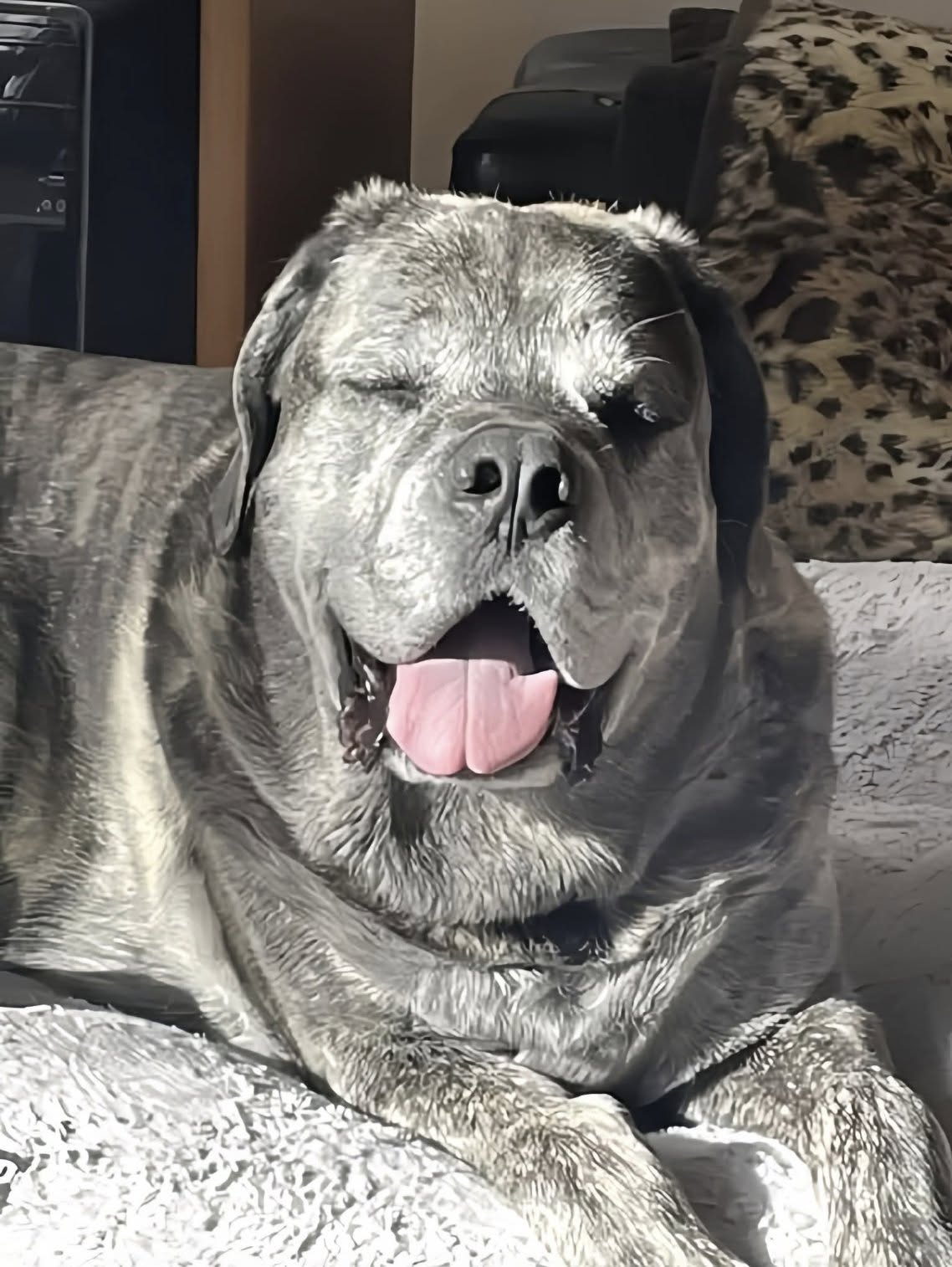 Wesley era considerato un cane difficile, poi l’affido è diventato casa Arrivato come cane in affido, Wesley ha mostrato un carattere diverso da quello descritto: oggi vive sereno nella sua famiglia. Quando Wesley è arrivato in affido, la sua storia sembrava già accompagnata da un’etichetta pesante. Veniva descritto come un cane complicato, poco collaborativo, inadatto alle passeggiate, spaventato dall’auto e incapace di giocare. A chi lo avrebbe accolto era stato persino consigliato di non comprargli una cuccia, perché probabilmente l’avrebbe distrutta. Insieme a lui non c’era molto. Solo un piccolo pezzo di moquette consumato, indicato come il punto su cui avrebbe potuto sdraiarsi. Un oggetto povero, quasi provvisorio, che raccontava più di tante parole il modo in cui Wesley era stato visto fino a quel momento: un cane da gestire, più che da capire. Eppure, appena incontrato il suo nuovo riferimento umano, qualcosa è apparso diverso. Wesley lo ha guardato con un’espressione attenta, come se avesse intuito che quella giornata non sarebbe stata uguale alle altre. Non sembrava un cane pronto a creare problemi. Sembrava un animale stanco di essere frainteso. Wesley, il cane in affido che non era come lo avevano descritto All’inizio Wesley pensava probabilmente di essere uscito solo per una passeggiata. Poi il bagagliaio dell’auto si è aperto davanti a lui. Secondo chi lo ha accolto, in quel momento i suoi occhi sono cambiati. Il cane è salito senza esitazione, senza mostrare la paura che tutti si aspettavano da lui. Non c’era rifiuto. Non c’era panico. C’era piuttosto una forma di fiducia immediata, fragile ma chiara. È stato allora che la famiglia affidataria ha iniziato a mettere in dubbio tutto ciò che le era stato raccontato. Wesley non sembrava “rotto”. Sembrava un cane che non aveva ancora trovato il contesto giusto per sentirsi al sicuro. L’affido, nato come una sistemazione temporanea, ha cominciato così a cambiare significato. Giorno dopo giorno, i comportamenti del cane hanno mostrato una realtà diversa da quella prevista. Non serviva forzarlo, né aspettarsi trasformazioni immediate. Serviva osservarlo, rispettare i suoi tempi e offrirgli stabilità. La cuccia morbida e i giochi mai distrutti Oggi Wesley ha una cuccia grande e morbida tutta per sé. Quella stessa cuccia che, secondo i consigli iniziali, non avrebbe dovuto avere. Non l’ha distrutta. Al contrario, la tratta come uno spazio prezioso, un posto sicuro in cui riposare e riconoscersi. Anche il rapporto con i giochi è cambiato. Il cane che non avrebbe dovuto giocare, ora ha un cesto pieno di oggetti che usa con curiosità. Li prende, li porta in giro, li riscopre ogni volta come se fossero nuovi. Non sono dettagli marginali: per un animale che ha vissuto diffidenza o incomprensione, il gioco può diventare un segnale importante di benessere. Le passeggiate restano un terreno più delicato. Non sono ancora la sua attività preferita e probabilmente continueranno a richiedere pazienza. Ma l’auto, che doveva essere una delle sue paure più nette, sta diventando un’esperienza possibile. Wesley inizia a guardare fuori, a seguire il paesaggio, a vivere il viaggio non più come una minaccia ma come parte della sua nuova routine. Il piccolo ballo di Wesley quando è felice C’è un gesto che più di altri racconta il cambiamento. Quando è contento, Wesley gira su sé stesso, come in un piccolo ballo. La coda si muove, il corpo si alleggerisce, il muso sembra distendersi in un’espressione serena. È il comportamento di un cane che non si limita più a resistere alle giornate, ma partecipa alla vita che ha intorno. Per la sua famiglia, quella trasformazione ha un valore preciso. Wesley non era un cane eccessivo, né impossibile. Aveva bisogno di persone capaci di leggerlo senza fermarsi alla prima definizione. Aveva bisogno di un ambiente in cui non essere giudicato soltanto per le sue paure o per ciò che altri avevano immaginato di lui. L’affido è diventato appartenenza. Il cane che avrebbe dovuto restare solo per un periodo ha trovato una casa definitiva, fatta di una cuccia vera, giochi, viaggi in macchina e presenze affidabili. Wesley non era difficile. Era un cane in attesa del posto giusto. E oggi quel posto lo ha trovato.