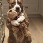 Barnaby adottato come cane hospice a 15 anni: poi il peluche gli ha cambiato la vita