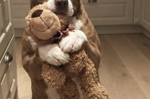Barnaby adottato come cane hospice a 15 anni: poi il peluche gli ha cambiato la vita Un Pitbull anziano accolto per l’ultimo tratto di vita ha ritrovato energia, fiducia e voglia di restare. Quando Barnaby è arrivato nella sua nuova casa, nessuno pensava a un futuro lungo. Aveva 15 anni, era un Pitbull anziano, camminava lentamente e aveva gli occhi segnati dall’età. Nei documenti del rifugio compariva una definizione precisa: affido hospice. Significava accompagnarlo con cura nella fase finale della vita. La famiglia che lo ha accolto era pronta a questo. Non cercava un cane giovane, né un compagno da portare in lunghe passeggiate. Voleva offrirgli un posto tranquillo, lontano dal box, dove potesse trascorrere le ultime settimane circondato da attenzioni. La storia, però, ha preso una direzione diversa. Barnaby e l’affido hospice dopo il rifugio Secondo quanto raccontato dalla famiglia adottiva, Barnaby era stato ceduto perché dormiva molto e aveva difficoltà a muoversi. A quell’età, davanti a un cane stanco e rallentato, la diagnosi più semplice era sembrata quella di una vita ormai vicina alla fine. In casa era stato preparato tutto per rendergli ogni giornata più leggera: letti ortopedici in più stanze, rampe per evitare le scale, spazi comodi e silenziosi. L’obiettivo era chiaro: garantirgli dignità, riposo e serenità. Durante la prima settimana, Barnaby ha dormito a lungo. Non un sonno agitato, ma profondo, quasi necessario. Come se il suo corpo avesse finalmente trovato un luogo in cui abbassare la guardia. Nella seconda settimana ha iniziato a capire che non sarebbe stato riportato indietro. Quella casa non era una sistemazione temporanea. Era davvero il suo posto. Poi, nella terza settimana, ha trovato un peluche. Non era un gioco nuovo, né un oggetto particolare. Era un piccolo pupazzo morbido, già consumato. Per Barnaby, però, è diventato qualcosa di più. Lo portava da una stanza all’altra, lo teneva vicino, lo stringeva tra i denti come un oggetto prezioso. Il Pitbull anziano che ha ritrovato energia con un peluche Da quel momento, il cane descritto come fragile e quasi alla fine ha iniziato a cambiare. Il Pitbull che faceva fatica a camminare ha cominciato a muoversi per casa con più decisione, mostrando il suo peluche come un trofeo. Quello che sembrava dormire troppo ha iniziato a svegliare la famiglia al mattino, pronto a iniziare la giornata con il suo gioco in bocca. La sera si sistemava vicino al pupazzo, quasi temesse di perderlo. Un comportamento semplice, ma sufficiente a far comprendere ai suoi nuovi proprietari che qualcosa era stato interpretato male. Barnaby non era soltanto un cane anziano e debole. Era un cane stanco di solitudine, di pavimenti duri, di una vita in cui era stato lasciato indietro. L’età non era sparita. I suoi 15 anni restavano tutti. Ma la casa, la sicurezza e un oggetto da custodire avevano restituito a Barnaby una parte della sua vitalità. Oggi la famiglia racconta un cane diverso da quello atteso all’inizio dell’affido. Barnaby ruba pezzi di pizza dal piano della cucina, prova a battere i suoi proprietari nella corsa verso il giardino e continua a portare con sé il suo peluche. Quel pupazzo è diventato il segno concreto di una gioia ritrovata. L’affido hospice, nelle intenzioni iniziali, avrebbe dovuto accompagnarlo verso l’addio. Invece si è trasformato in una seconda possibilità. La famiglia pensava di offrirgli soltanto pace per le sue ultime settimane. Barnaby, con il tempo, ha dimostrato che non aveva bisogno solo di riposo: aveva bisogno di una ragione per sentirsi ancora parte di una casa.