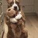Barnaby adottato come cane hospice a 15 anni: poi il peluche gli ha cambiato la vita Un Pitbull anziano accolto per l’ultimo tratto di vita ha ritrovato energia, fiducia e voglia di restare. Quando Barnaby è arrivato nella sua nuova casa, nessuno pensava a un futuro lungo. Aveva 15 anni, era un Pitbull anziano, camminava lentamente e aveva gli occhi segnati dall’età. Nei documenti del rifugio compariva una definizione precisa: affido hospice. Significava accompagnarlo con cura nella fase finale della vita. La famiglia che lo ha accolto era pronta a questo. Non cercava un cane giovane, né un compagno da portare in lunghe passeggiate. Voleva offrirgli un posto tranquillo, lontano dal box, dove potesse trascorrere le ultime settimane circondato da attenzioni. La storia, però, ha preso una direzione diversa. Barnaby e l’affido hospice dopo il rifugio Secondo quanto raccontato dalla famiglia adottiva, Barnaby era stato ceduto perché dormiva molto e aveva difficoltà a muoversi. A quell’età, davanti a un cane stanco e rallentato, la diagnosi più semplice era sembrata quella di una vita ormai vicina alla fine. In casa era stato preparato tutto per rendergli ogni giornata più leggera: letti ortopedici in più stanze, rampe per evitare le scale, spazi comodi e silenziosi. L’obiettivo era chiaro: garantirgli dignità, riposo e serenità. Durante la prima settimana, Barnaby ha dormito a lungo. Non un sonno agitato, ma profondo, quasi necessario. Come se il suo corpo avesse finalmente trovato un luogo in cui abbassare la guardia. Nella seconda settimana ha iniziato a capire che non sarebbe stato riportato indietro. Quella casa non era una sistemazione temporanea. Era davvero il suo posto. Poi, nella terza settimana, ha trovato un peluche. Non era un gioco nuovo, né un oggetto particolare. Era un piccolo pupazzo morbido, già consumato. Per Barnaby, però, è diventato qualcosa di più. Lo portava da una stanza all’altra, lo teneva vicino, lo stringeva tra i denti come un oggetto prezioso. Il Pitbull anziano che ha ritrovato energia con un peluche Da quel momento, il cane descritto come fragile e quasi alla fine ha iniziato a cambiare. Il Pitbull che faceva fatica a camminare ha cominciato a muoversi per casa con più decisione, mostrando il suo peluche come un trofeo. Quello che sembrava dormire troppo ha iniziato a svegliare la famiglia al mattino, pronto a iniziare la giornata con il suo gioco in bocca. La sera si sistemava vicino al pupazzo, quasi temesse di perderlo. Un comportamento semplice, ma sufficiente a far comprendere ai suoi nuovi proprietari che qualcosa era stato interpretato male. Barnaby non era soltanto un cane anziano e debole. Era un cane stanco di solitudine, di pavimenti duri, di una vita in cui era stato lasciato indietro. L’età non era sparita. I suoi 15 anni restavano tutti. Ma la casa, la sicurezza e un oggetto da custodire avevano restituito a Barnaby una parte della sua vitalità. Oggi la famiglia racconta un cane diverso da quello atteso all’inizio dell’affido. Barnaby ruba pezzi di pizza dal piano della cucina, prova a battere i suoi proprietari nella corsa verso il giardino e continua a portare con sé il suo peluche. Quel pupazzo è diventato il segno concreto di una gioia ritrovata. L’affido hospice, nelle intenzioni iniziali, avrebbe dovuto accompagnarlo verso l’addio. Invece si è trasformato in una seconda possibilità. La famiglia pensava di offrirgli soltanto pace per le sue ultime settimane. Barnaby, con il tempo, ha dimostrato che non aveva bisogno solo di riposo: aveva bisogno di una ragione per sentirsi ancora parte di una casa.