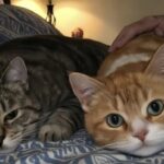Uomo vedovo adotta due gatti anziani rimasti insieme dopo la malattia del proprietario