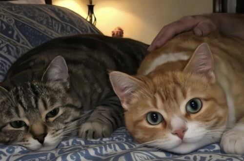 Uomo vedovo adotta due gatti anziani rimasti insieme dopo la malattia del proprietario Dopo la morte della moglie, un uomo entra in rifugio e sceglie due gatti anziani che nessuno voleva separare. L’11 gennaio 2026 un uomo rimasto vedovo da pochi mesi è entrato in un rifugio senza un progetto preciso. Non cercava necessariamente un animale da portare a casa. Cercava, più semplicemente, di non trascorrere un’altra domenica dentro un’abitazione diventata troppo silenziosa dopo la morte della moglie, scomparsa nel giugno 2025 dopo trent’anni di matrimonio. La figlia gli aveva suggerito di trovare qualcosa di cui occuparsi. Lui aveva risposto che stava bene. In realtà, quel vuoto quotidiano era diventato sempre più difficile da gestire. Così, quasi senza dirlo a nessuno, ha deciso di andare al rifugio della zona. Davanti alle gabbie dei gatti anziani, una volontaria lo ha fermato e gli ha indicato due animali che da cinque mesi aspettavano una nuova famiglia. Gli ha detto: “Questi due sono qui da cinque mesi. Ora la quota di adozione è stata azzerata, ma nessuno li vuole.” Due gatti anziani inseparabili nel rifugio I due gatti si chiamavano Milo e Theo. Milo era nero, con una piccola macchia bianca sul petto. Aveva sette anni e si muoveva con lentezza, anche a causa di alcune rigidità articolari legate all’età. Theo, marrone, aveva un segno più scuro sopra l’occhio sinistro ed era sordo. Anche lui aveva sette anni. Erano fratelli. Avevano vissuto sempre insieme e insieme erano arrivati al rifugio dopo la grave malattia del loro proprietario, un uomo di 79 anni che non era più riuscito a prendersi cura di loro. Da allora erano rimasti lì, fianco a fianco, in attesa di qualcuno disposto ad accoglierli entrambi. Quando l’uomo ha chiesto perché nessuno li avesse ancora adottati, la volontaria ha spiegato: “Sono più grandi. Hanno qualche esigenza di salute. E devono essere adottati insieme. La maggior parte delle persone cerca i cuccioli.” La risposta chiariva bene il problema. Non si trattava solo dell’età. Chiunque avesse scelto quei due gatti avrebbe dovuto accettare anche la loro storia, le loro abitudini, le cure necessarie e soprattutto il vincolo che li teneva uniti. La scelta dopo il lutto della moglie L’uomo li ha osservati in silenzio. Milo si è sistemato con cautela su una coperta. Subito dopo, Theo si è avvicinato e si è accoccolato contro di lui, appoggiando il muso al fianco del fratello. Un gesto semplice, sufficiente a raccontare il legame tra i due animali. In quella scena l’uomo ha rivisto qualcosa della propria vita. La perdita, l’abitudine alla presenza dell’altro, il bisogno di non restare soli dopo aver condiviso tutto per anni. Per questo ha chiesto alla volontaria quanto costasse l’adozione. Lei ha risposto: “È gratuita. Nessuno li vuole.” A quel punto la decisione è arrivata senza esitazioni. L’uomo ha detto: “Io sì.” La volontaria ha voluto essere certa che avesse compreso la condizione principale e gli ha chiesto: “Tutti e due?” Lui ha annuito e ha risposto: “Non separerò due vecchi fratelli che hanno già perso tutto.” La casa torna a riempirsi di rumori leggeri Da sei giorni Milo e Theo vivono nella nuova casa. Milo dorme dalla parte del letto che era stata della moglie dell’uomo. Theo ha scelto invece il lato opposto, quello dove dorme lui. Il cambiamento non ha cancellato il lutto, ma ha modificato il ritmo delle giornate. La casa non è più dominata dal silenzio. Ci sono passi lenti, fusa leggere, piccole attese davanti alla porta e due presenze tranquille che hanno iniziato a occupare gli spazi rimasti vuoti. I due gatti hanno perso la persona che li aveva cresciuti. L’uomo ha perso la compagna con cui aveva condiviso trent’anni di vita. L’adozione non nasce da un gesto impulsivo, ma dall’incontro tra tre solitudini diverse, arrivate nello stesso luogo nello stesso momento. In un rifugio dove molti cercano animali giovani, due fratelli anziani hanno trovato una casa senza essere separati. E un uomo che pensava di non avere più nessuno di cui prendersi cura ha riaperto la porta a una presenza quotidiana, discreta e concreta.