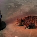 Gatto randagio entra nel garage per sfuggire al gelo e si sistema davanti al riscaldamento