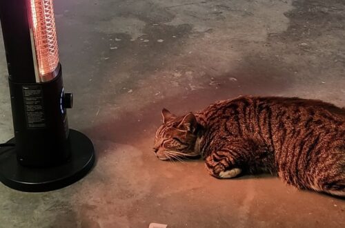 Con la temperatura a –27 gradi, un gatto del quartiere ha trovato riparo in un garage caldo, asciutto e sicuro.